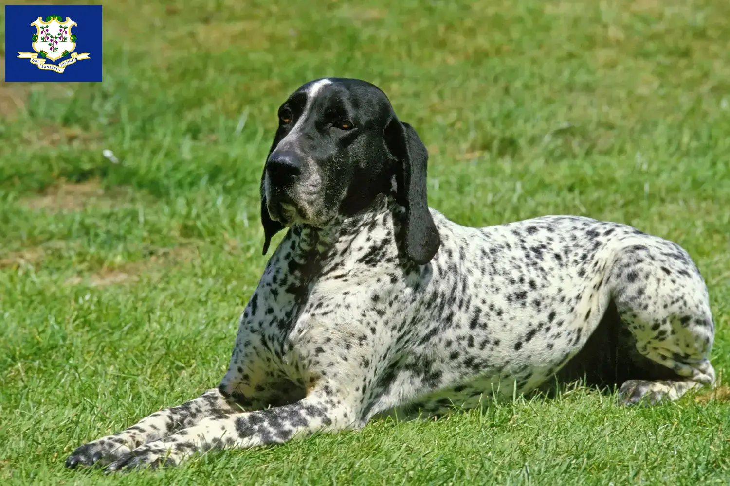 Braque d'Auvergne puppies and breeders Connecticut Find Braque d'Auvergne breeders in Connecticut.