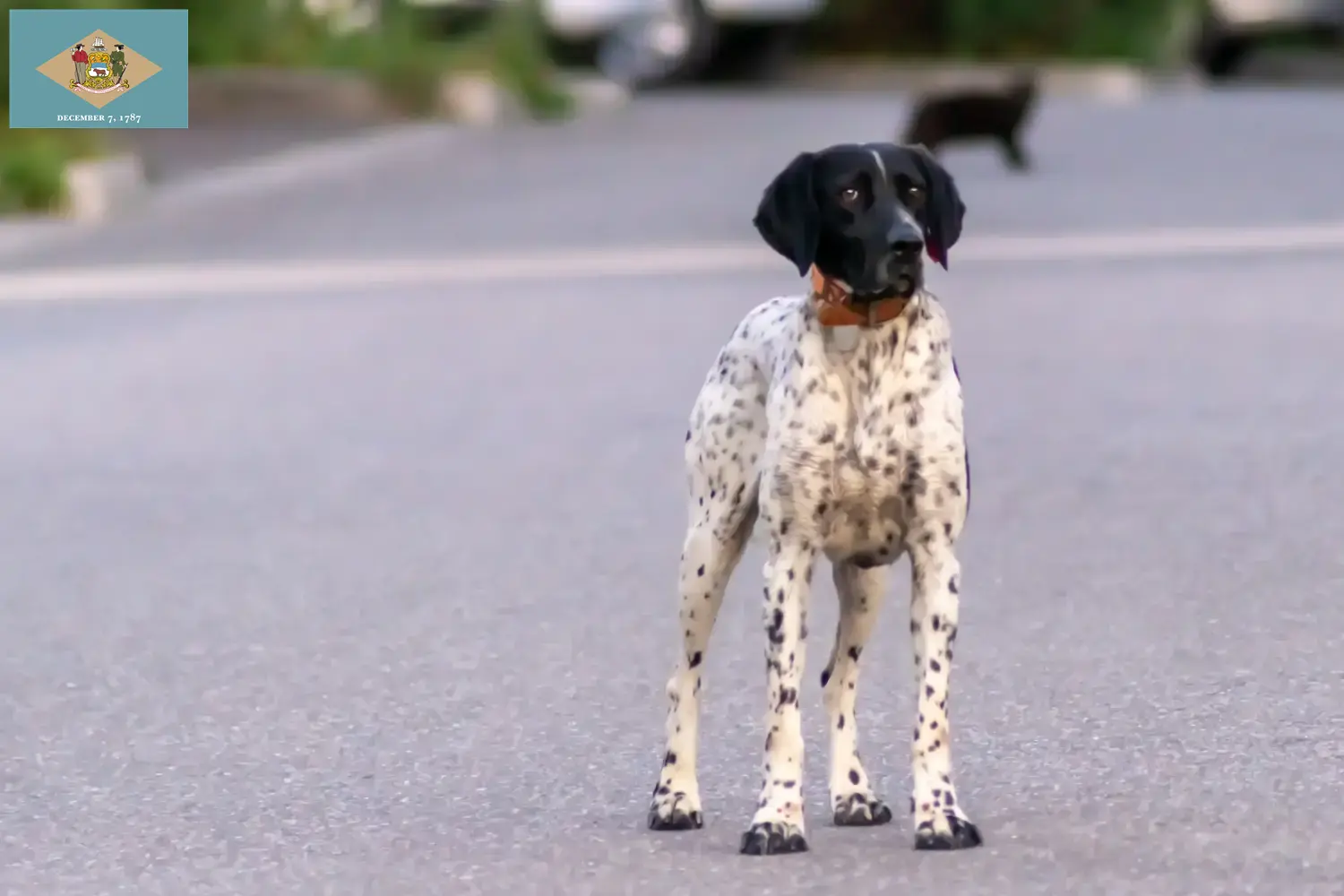 Braque d'Auvergne puppies and breeder Delaware Find Braque d'Auvergne breeders in Delaware.