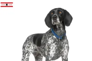 Read more about the article Braque d’Auvergne breeders and puppies in Drenthe