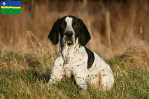 Read more about the article Braque d’Auvergne breeders and puppies in Flevoland