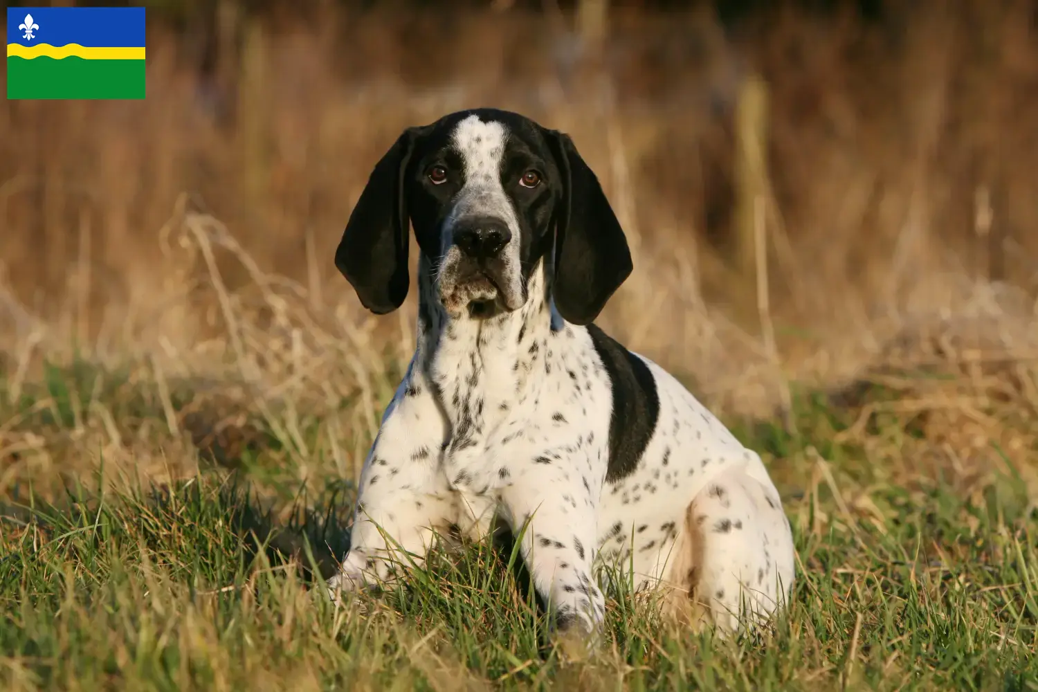 Braque d'Auvergne puppies and breeders Flevoland Here you'll find Braque d'Auvergne breeders in Flevoland.