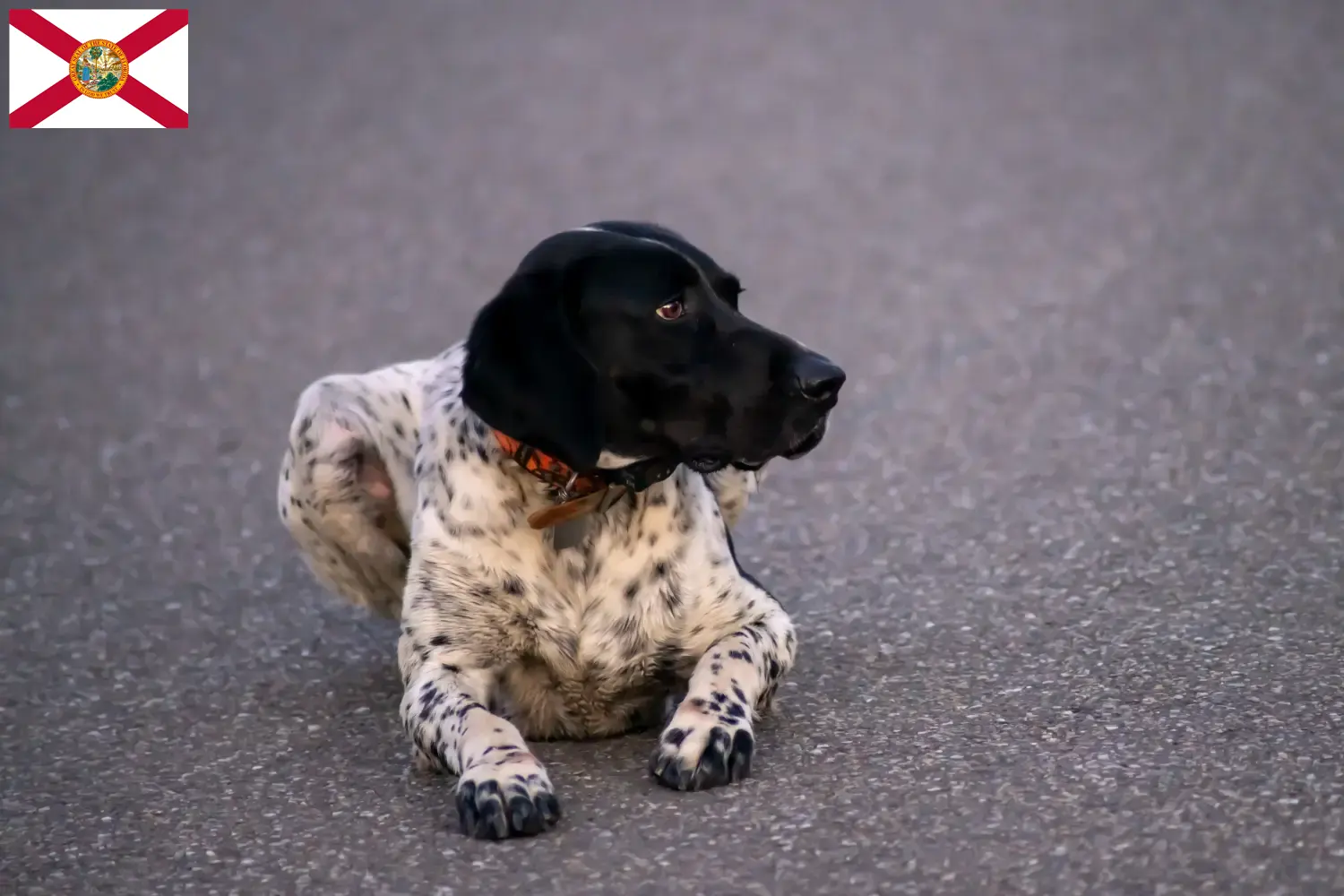 Braque d'Auvergne puppies and breeders Florida Find Braque d'Auvergne breeders in Florida.