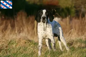 Read more about the article Braque d’Auvergne breeders and puppies in Friesland
