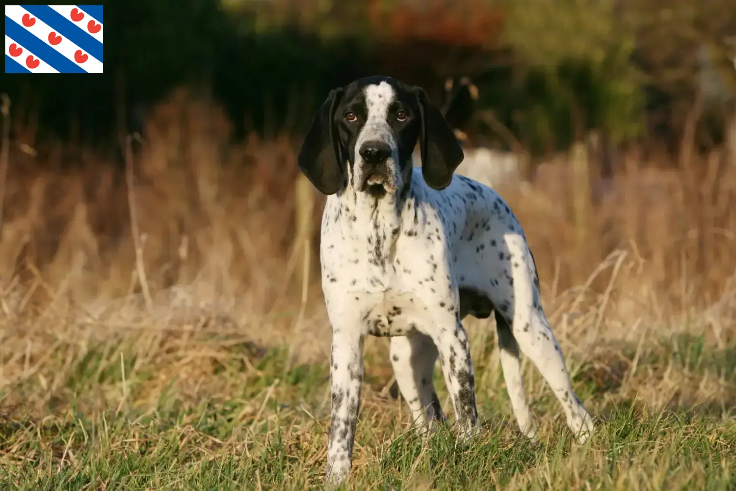 Braque d'Auvergne puppies and breeders Friesland Find Braque d'Auvergne breeders in Friesland.