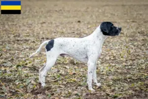 Read more about the article Braque d’Auvergne breeders and puppies in Gelderland