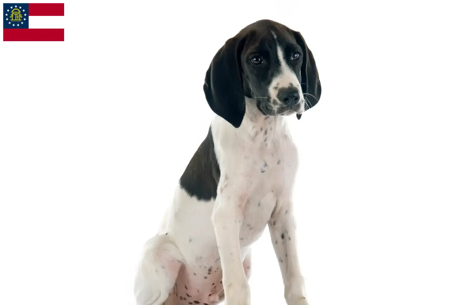 Braque d'Auvergne puppies and breeders Georgia Find Braque d'Auvergne breeders in Georgia.
