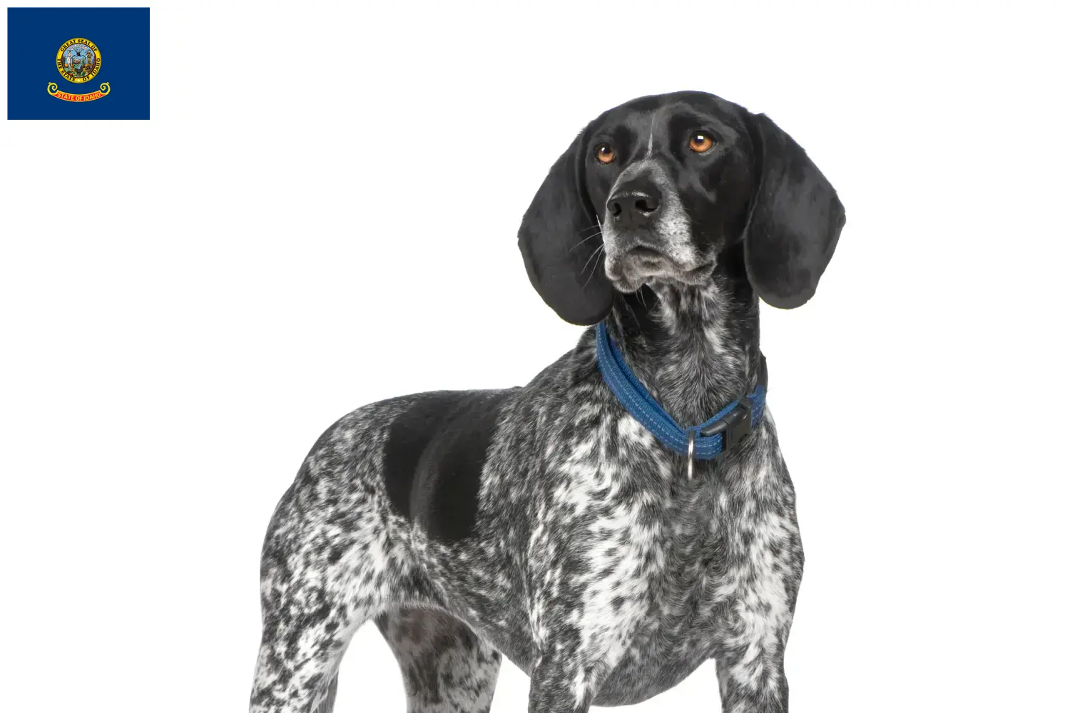 Braque d'Auvergne puppies and breeder Idaho Find Braque d'Auvergne breeders in Idaho.