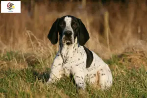 Read more about the article Braque d’Auvergne breeders and puppies in Illinois