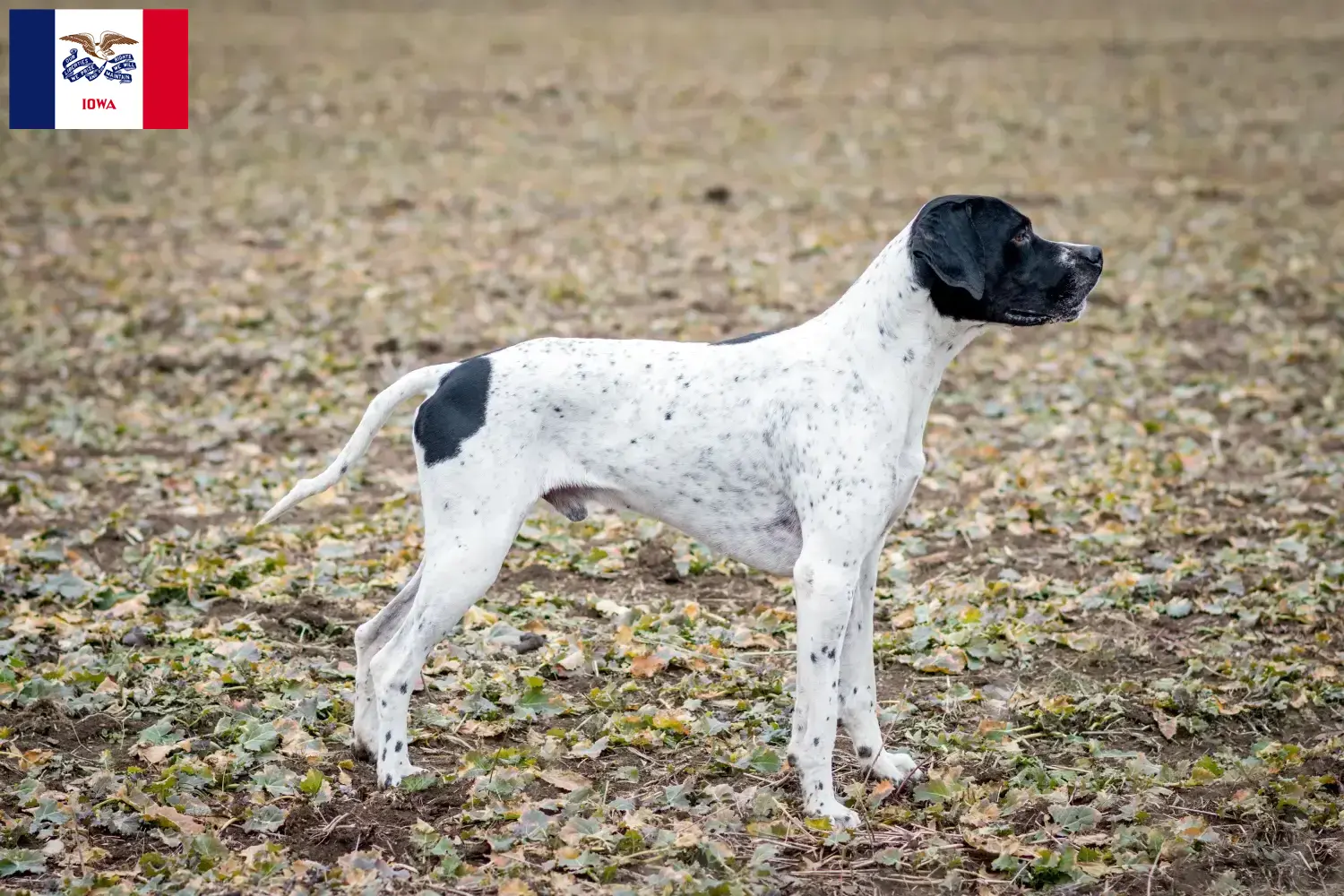Braque d'Auvergne puppies and breeder Iowa Find Braque d'Auvergne breeders in Iowa.