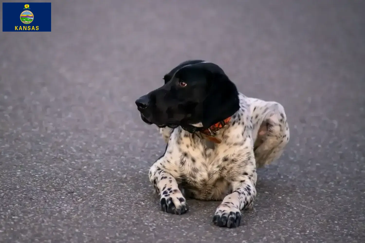 Braque d'Auvergne puppies and breeder Kansas Find Braque d'Auvergne breeders in Kansas.