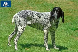 Read more about the article Braque d’Auvergne breeders and puppies in Louisiana