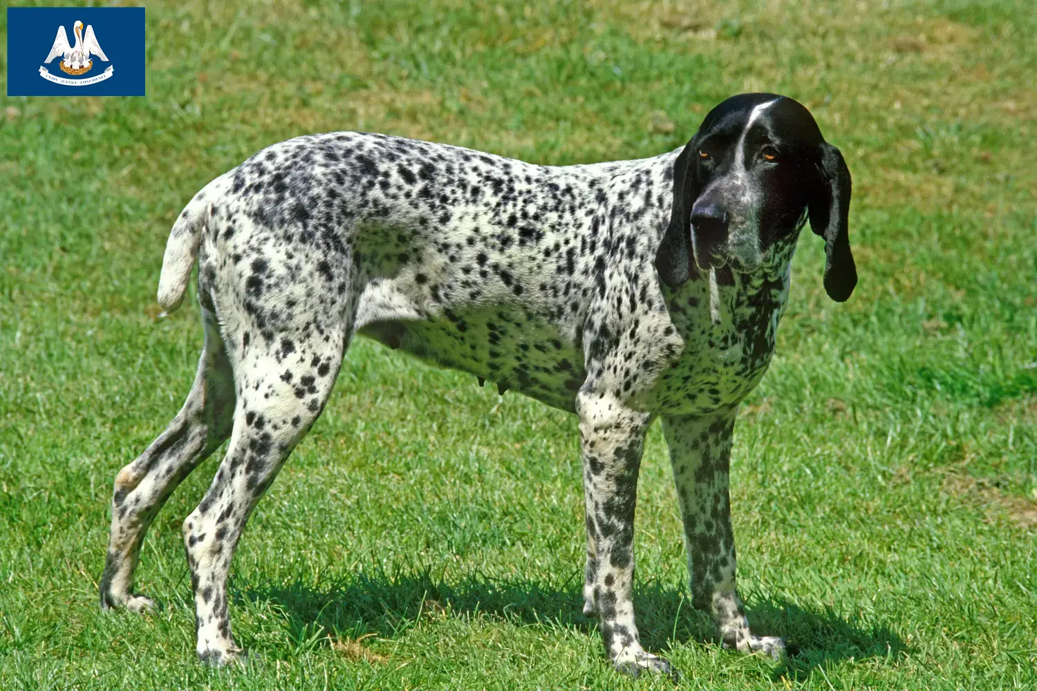 Braque d'Auvergne puppies and breeders Louisiana Here you can find Braque d'Auvergne breeders in Louisiana.