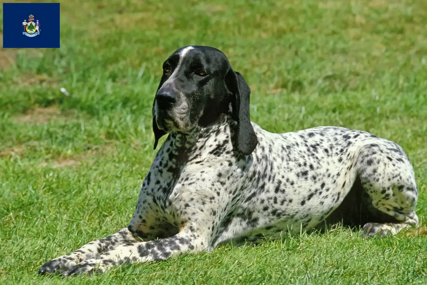 Braque d'Auvergne puppies and breeders Maine Find Braque d'Auvergne breeders in Maine.