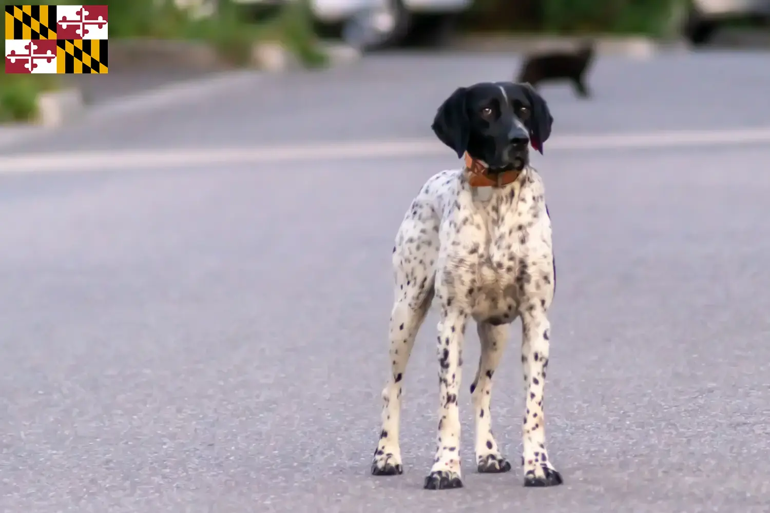 Braque d'Auvergne puppies and breeder Maryland Find Braque d'Auvergne breeders in Maryland.
