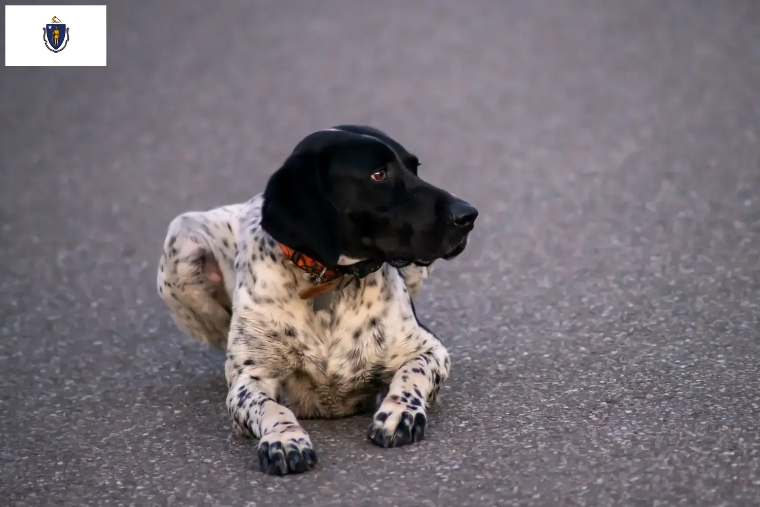 Read more about the article Braque d’Auvergne breeders and puppies in Massachusetts