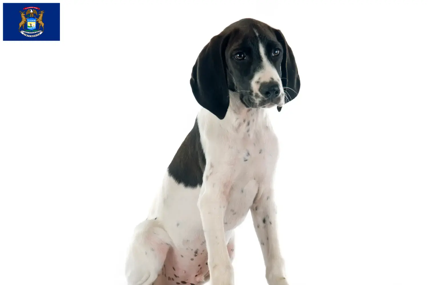 Read more about the article Braque d’Auvergne breeders and puppies in Michigan