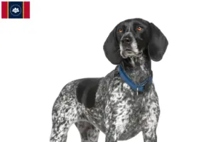 Read more about the article Braque d’Auvergne breeders and puppies in Mississippi