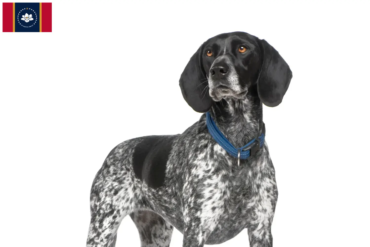 Braque d'Auvergne puppies and breeder Mississippi Find Braque d'Auvergne breeders in Mississippi.