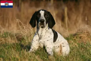 Read more about the article Braque d’Auvergne breeders and puppies in Missouri