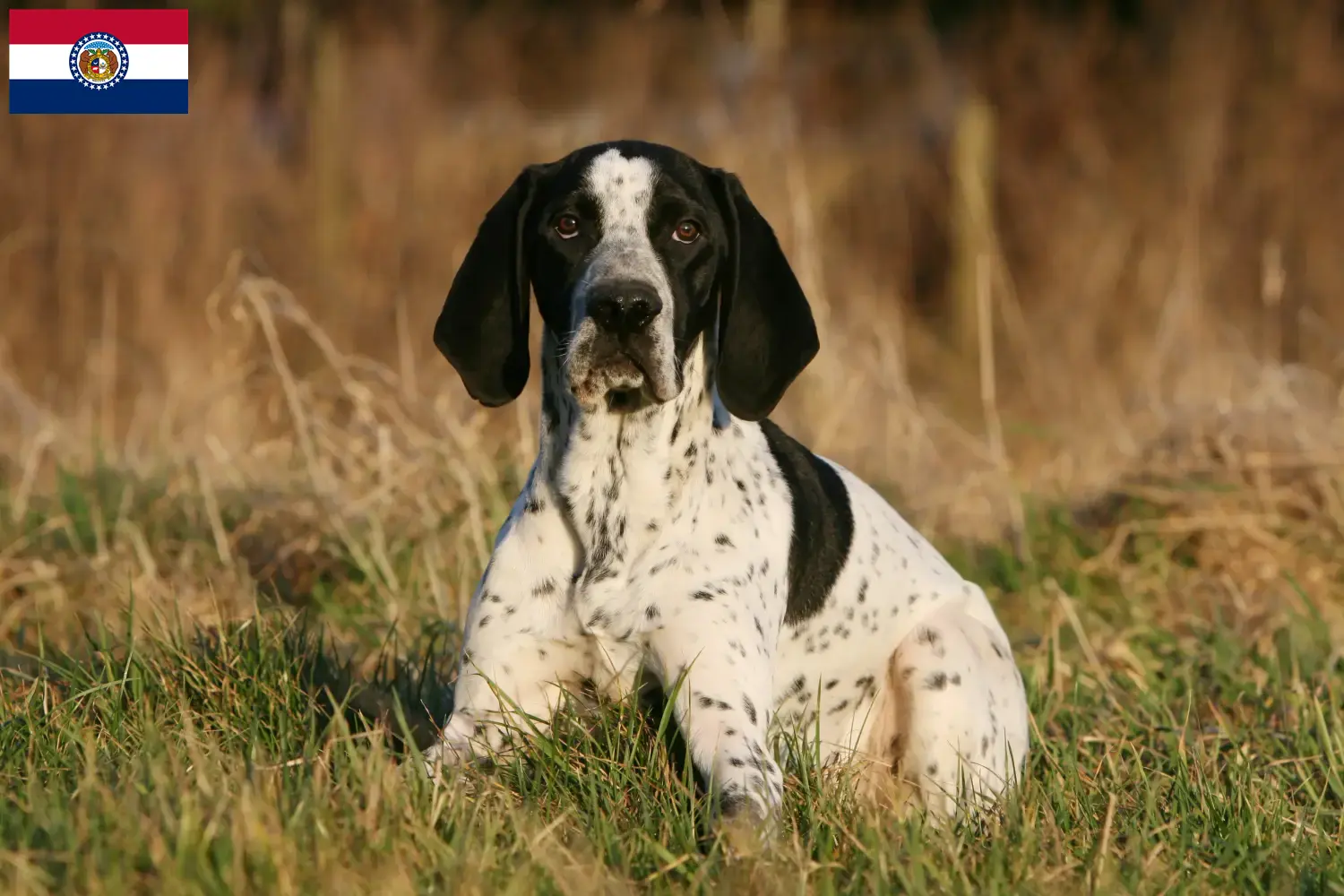Braque d'Auvergne puppies and breeders Missouri Find Braque d'Auvergne breeders in Missouri.