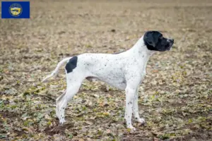 Read more about the article Braque d’Auvergne breeders and puppies in Nebraska