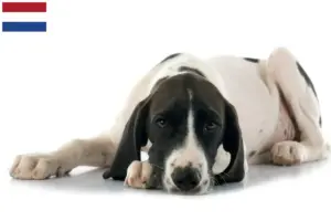 Read more about the article Braque d’Auvergne breeders and puppies in the Netherlands