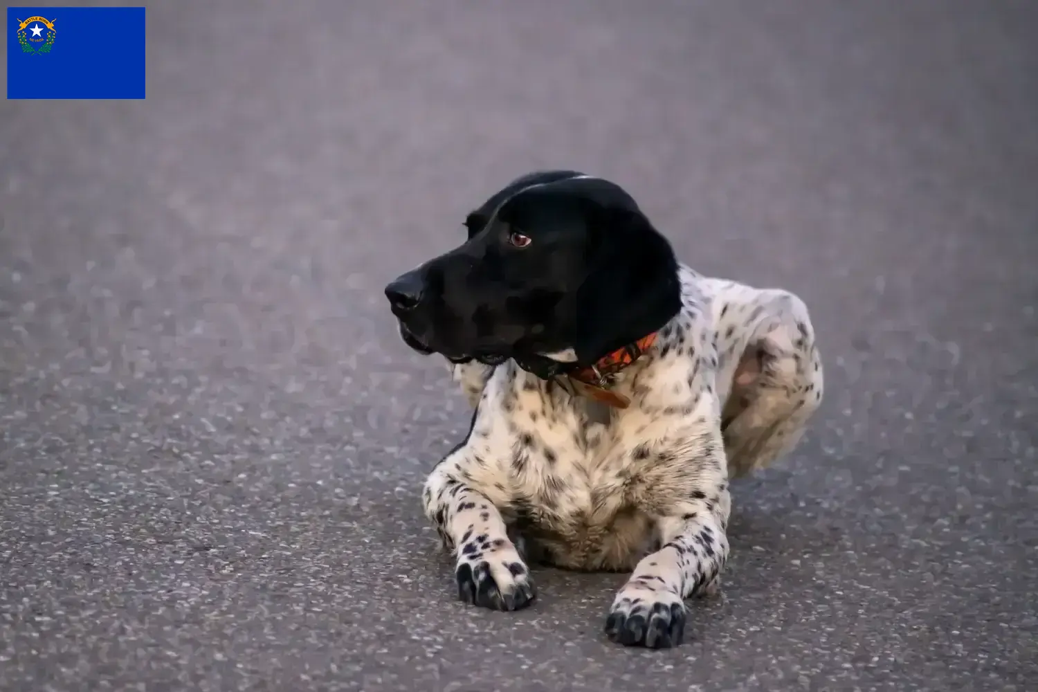 Braque d'Auvergne puppies and breeders Nevada Find Braque d'Auvergne breeders in Nevada.