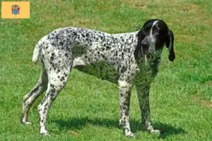 Read more about the article Braque d’Auvergne breeders and puppies in New Jersey