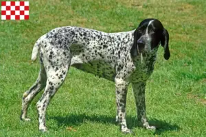 Read more about the article Braque d’Auvergne breeders and puppies in North Brabant