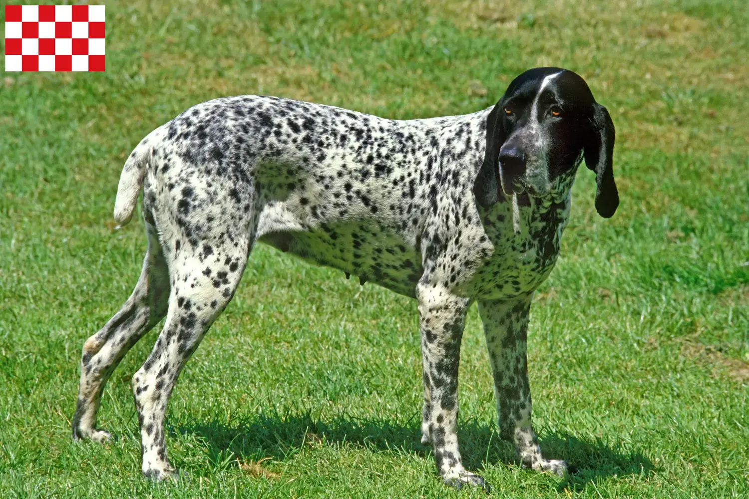 Braque d'Auvergne puppies and breeders North Brabant Find Braque d'Auvergne breeders in North Brabant.