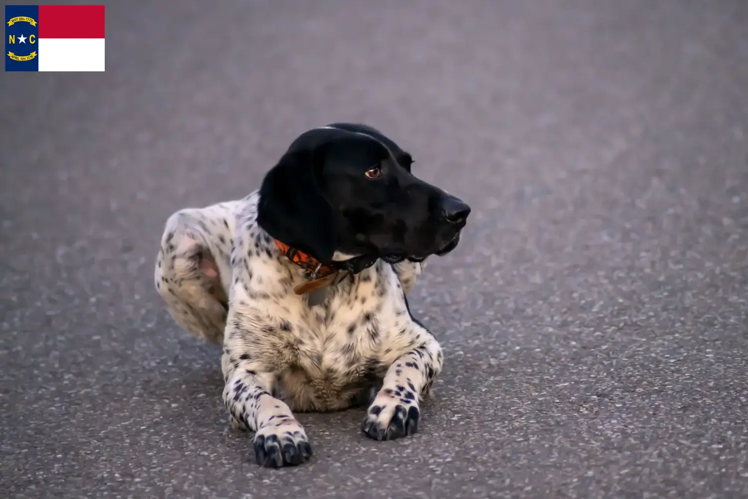 Braque d'Auvergne puppies and breeders North Carolina Find Braque d'Auvergne breeders in North Carolina.