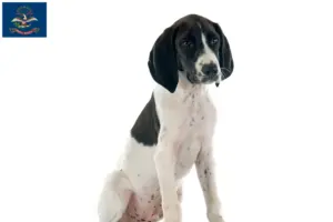 Read more about the article Braque d’Auvergne breeders and puppies in North Dakota