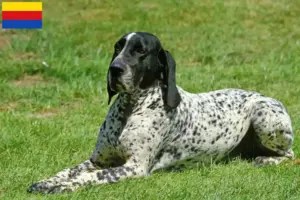Read more about the article Braque d’Auvergne breeders and puppies in North Holland