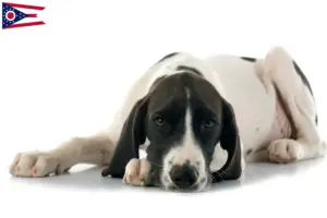 Read more about the article Braque d’Auvergne breeders and puppies in Ohio