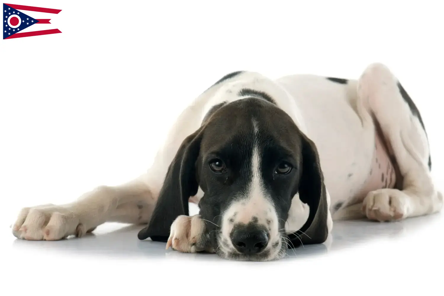 Read more about the article Braque d’Auvergne breeders and puppies in Ohio