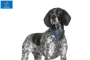 Read more about the article Braque d’Auvergne breeders and puppies in Oklahoma