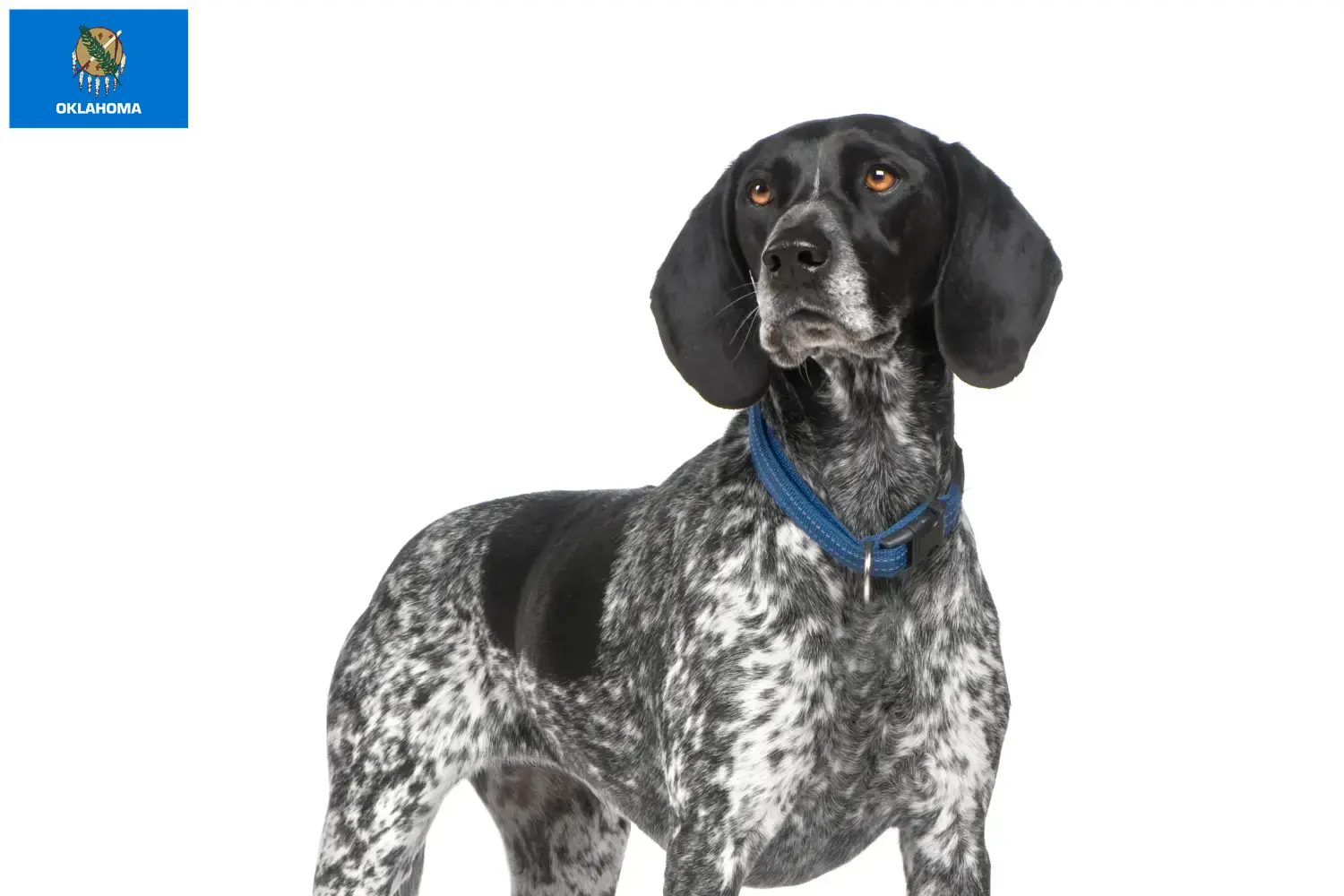 Braque d'Auvergne puppies and breeders Oklahoma Find Braque d'Auvergne breeders in Oklahoma.