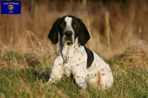 Read more about the article Braque d’Auvergne breeders and puppies in Oregon