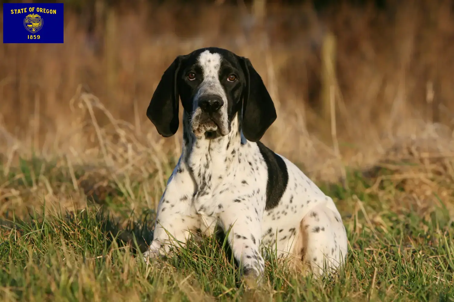 Braque d'Auvergne puppies and breeder Oregon Find Braque d'Auvergne breeders in Oregon.