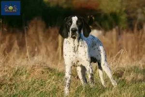 Read more about the article Braque d’Auvergne breeders and puppies in Pennsylvania