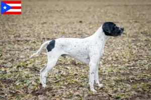Read more about the article Braque d’Auvergne breeders and puppies in Puerto Rico