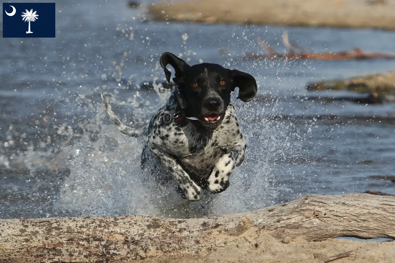 Braque d'Auvergne puppies and breeders South Carolina Find Braque d'Auvergne breeders in South Carolina.