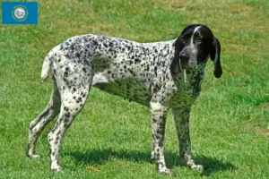 Read more about the article Braque d’Auvergne breeders and puppies in South Dakota