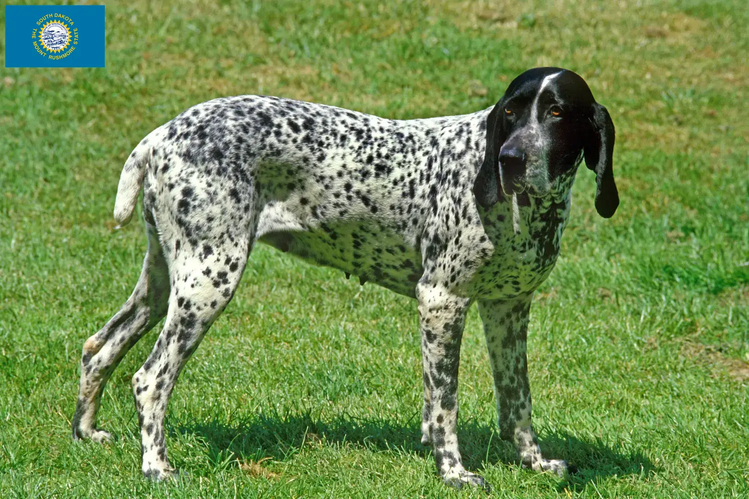 Braque d'Auvergne puppies and breeders South Dakota Find Braque d'Auvergne breeders in South Dakota.
