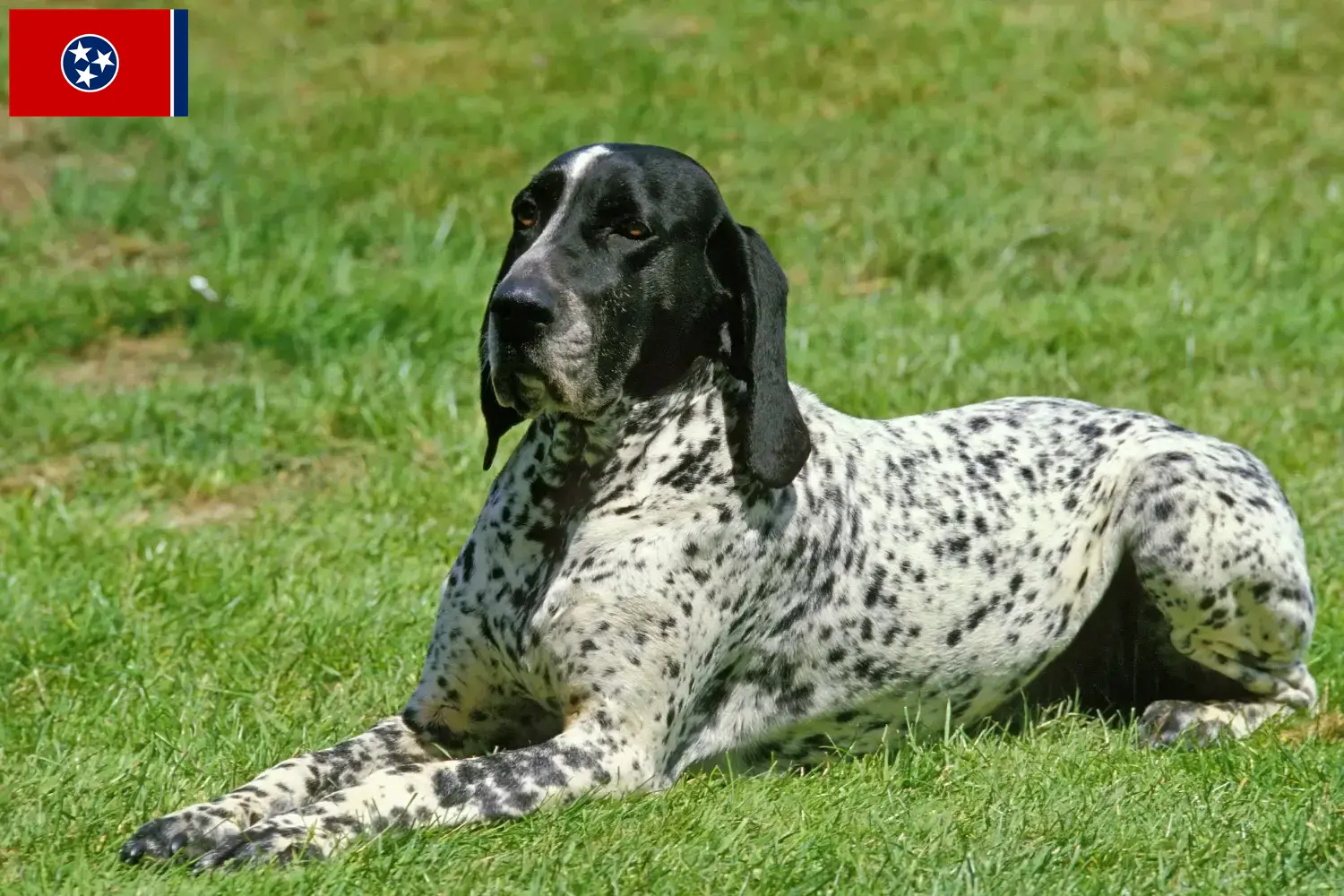 Braque d'Auvergne puppies and breeder Tennessee Find Braque d'Auvergne breeders in Tennessee.