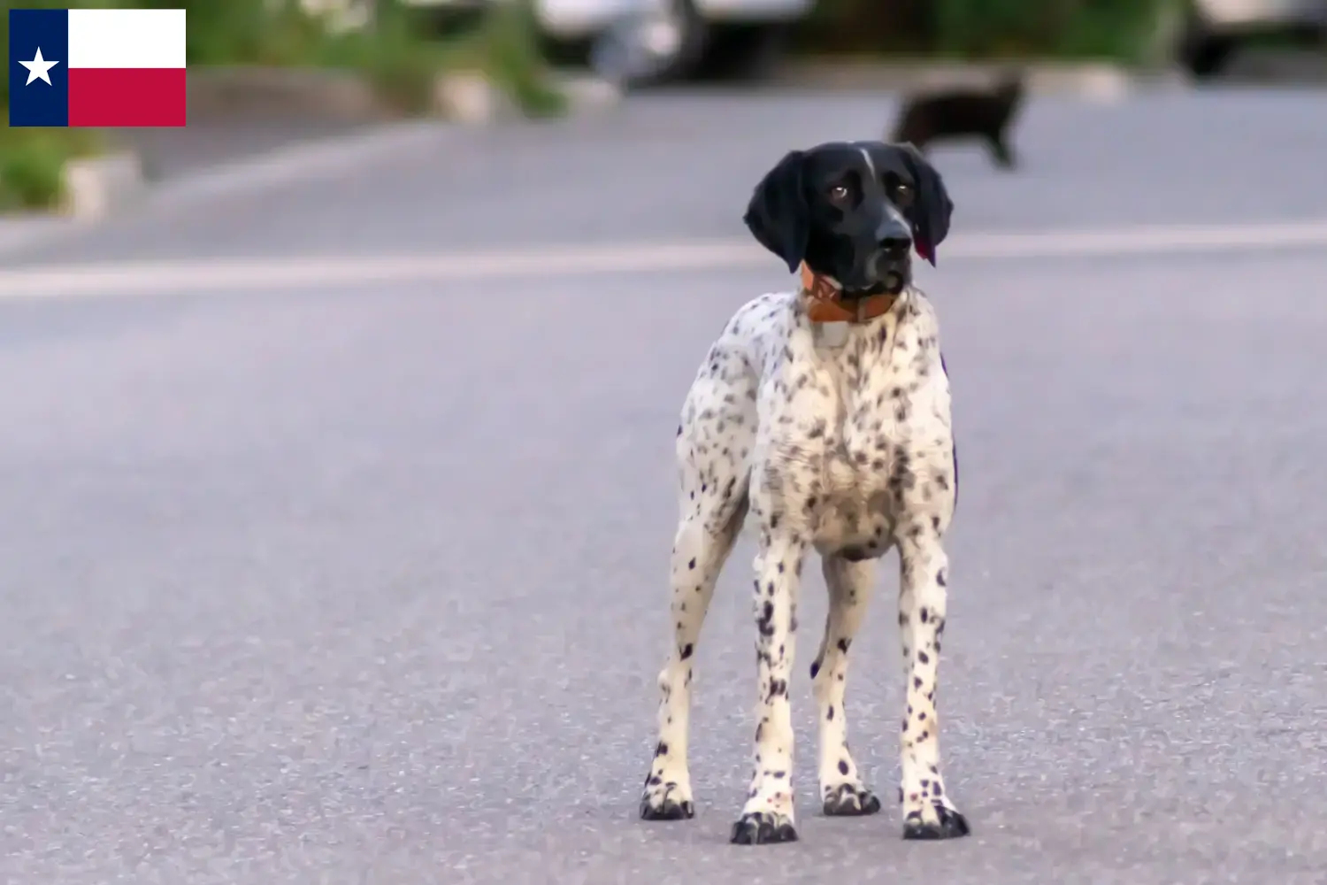 Braque d'Auvergne puppies and breeders Texas Find Braque d'Auvergne breeders in Texas.