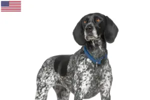 Read more about the article Braque d’Auvergne breeders and puppies in the USA