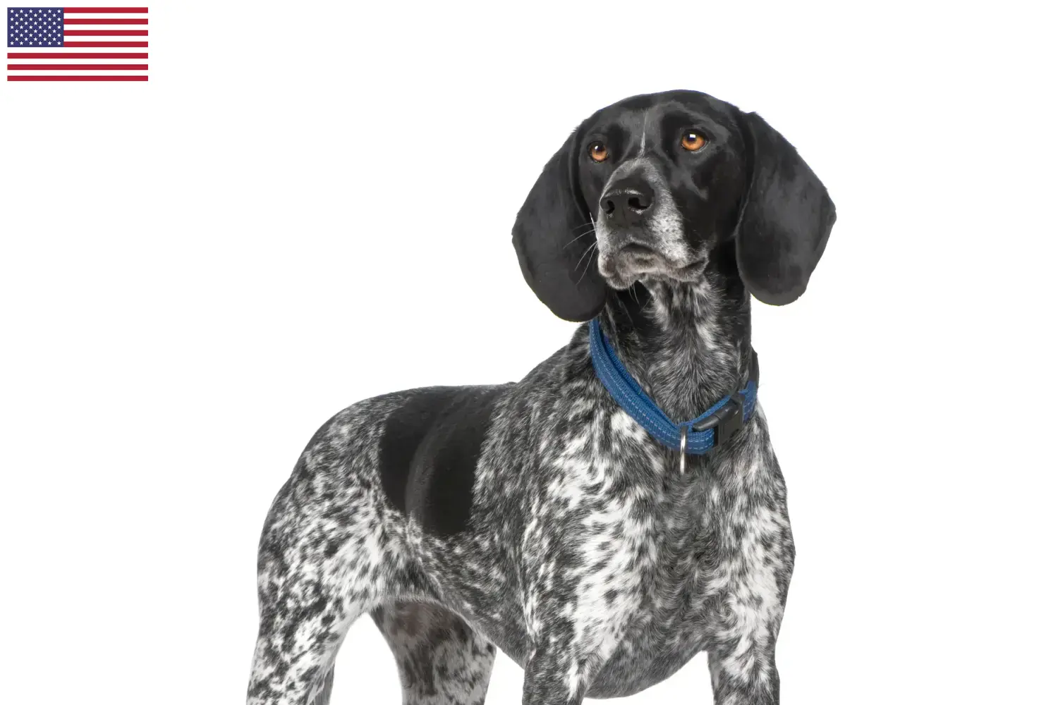 Braque d'Auvergne puppies and breeders USA Here you can find Braque d'Auvergne breeders in the USA.
