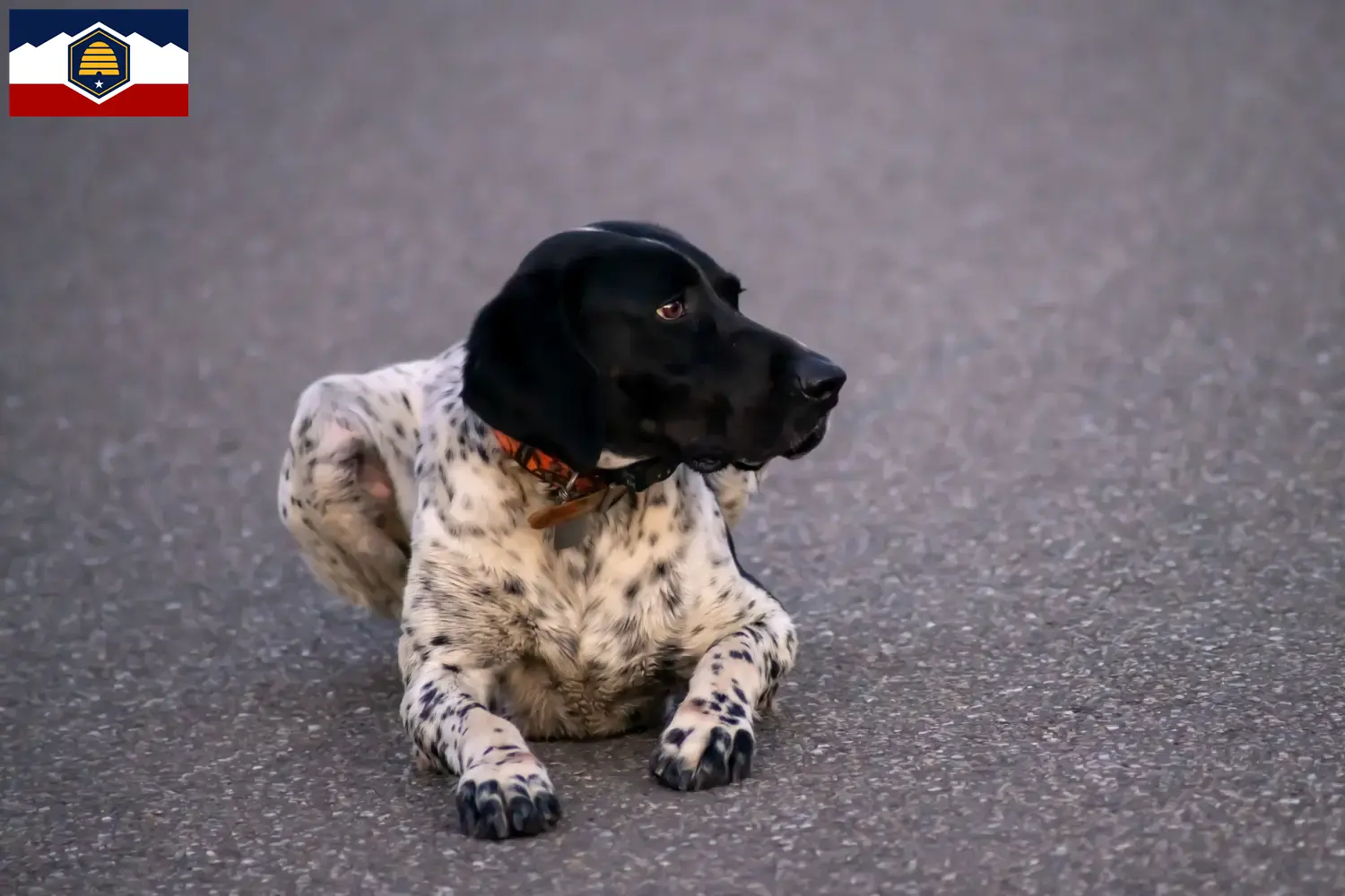 Braque d'Auvergne puppies and breeder Utah Find Braque d'Auvergne breeders in Utah.