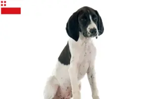 Read more about the article Braque d’Auvergne breeders and puppies in Utrecht